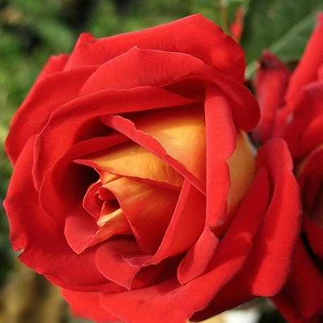 Роза чайногибридная Нью Фешн - Картинка 1