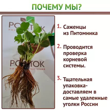 Клубника ремонтантная Искушение  5 шт. - Картинка 2