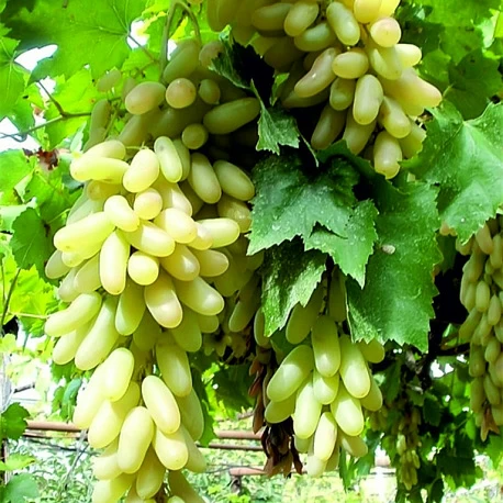 Дикий виноград: уход и посадка, размножение в домашних условиях