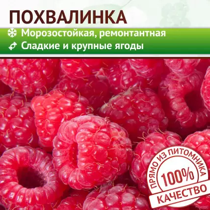 Уход за смородиной весной – как правильно обрезать, подкормить и обработать кусты