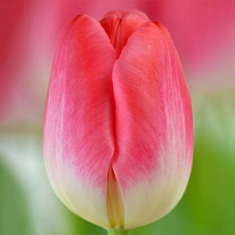 Набор "Розовые тюльпаны в горшке" - Картинка 2