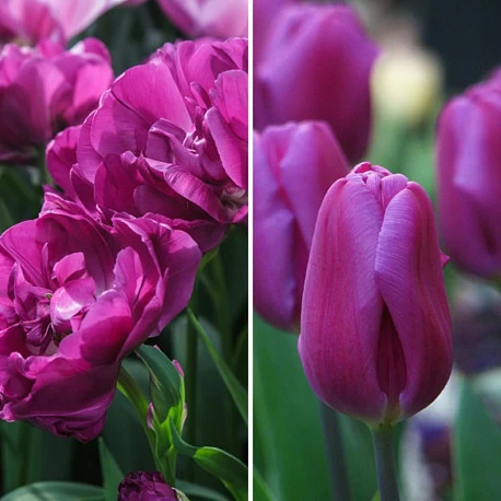 Набор "Фиолетовые тюльпаны" - Картинка 1
