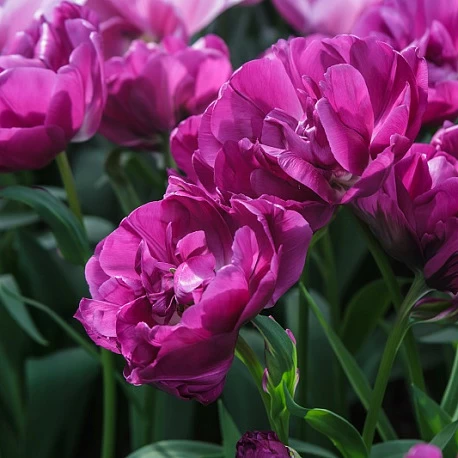 Набор "Фиолетовые тюльпаны" - Картинка 2