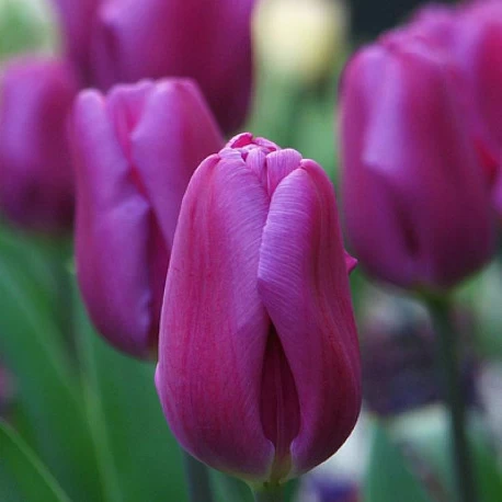 Набор "Фиолетовые тюльпаны" - Картинка 3