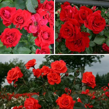 Набор "Красные плетистые розы" - Картинка 1