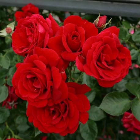 Набор "Красные плетистые розы" - Картинка 3