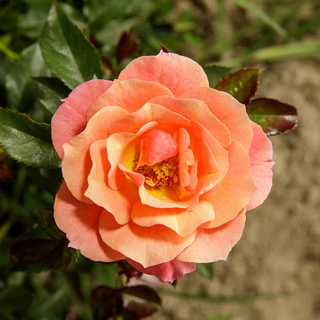 Почвопокровные розы: описание, посадка, уход, обрезка. Как сажать почовпокровную розу
