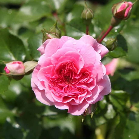 Самые неприхотливые и декоративные современные сорта почвопокровных роз | Цветы в саду | Дзен