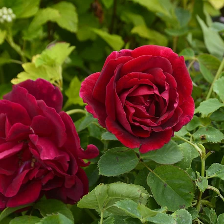 Набор "Самые красивые Канадские розы" - Картинка 5