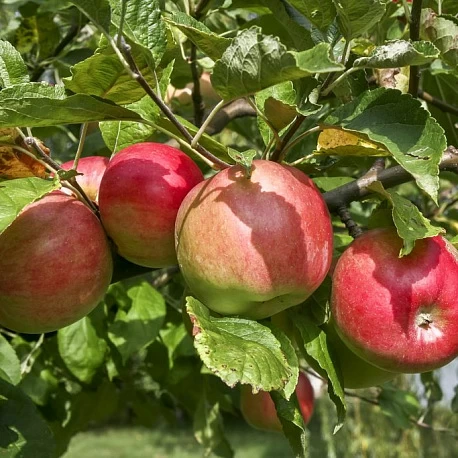 Набор "Самая сладкая яблоня" - Картинка 3