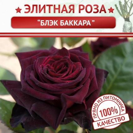 Роза чайно-гибридная Блэк Баккара - Картинка 1