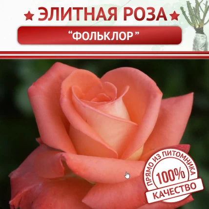 Роза чайно-гибридная Фольклор - Картинка 1