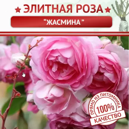 Роза плетистая Жасмина - Картинка 1