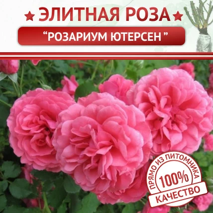 Роза плетистая Розариум Ютерсен - Картинка 1