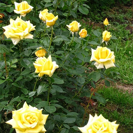 Роза чайногибридная Таро - Картинка 3