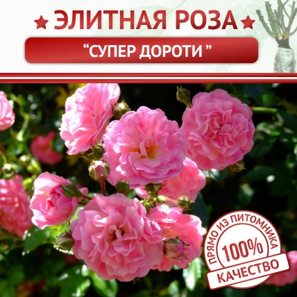 Роза плетистая Супep Дopoти - Картинка 1
