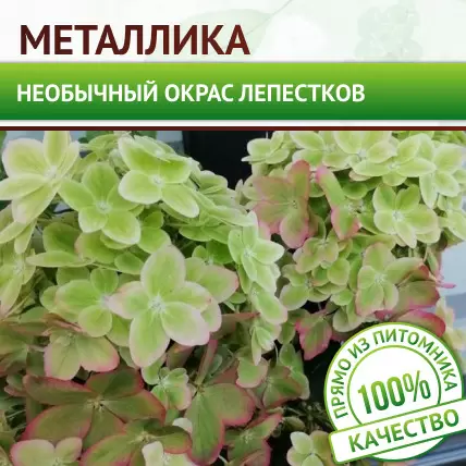 Гортензия метельчатая Металлика - Картинка 1