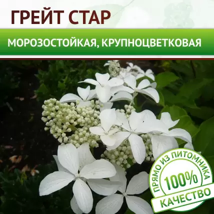 Гортензия метельчатая Грейт Стар - Картинка 1