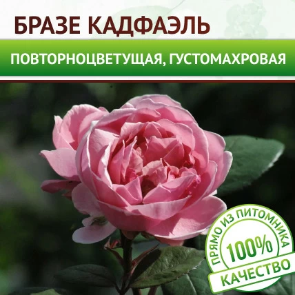 Роза английская Бразе Кадфаэль - Картинка 1