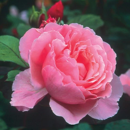 Роза английская Бразе Кадфаэль - Картинка 2