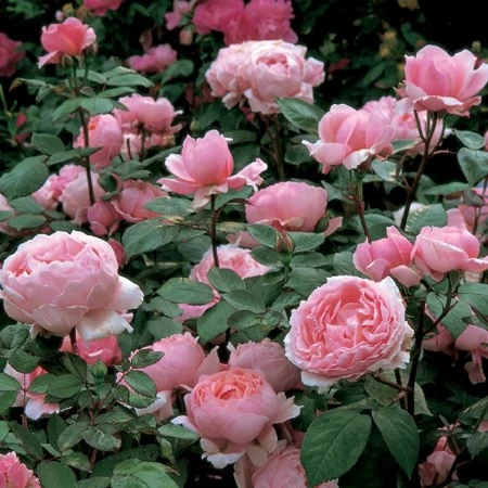 Роза английская Бразе Кадфаэль - Картинка 5