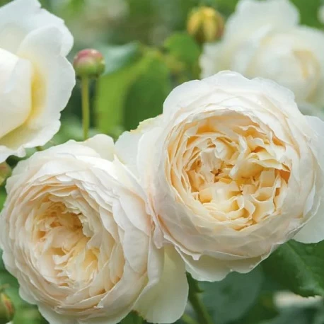 Роза английская Клэр Остин - Картинка 1