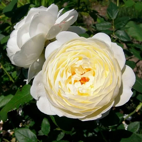 Роза английская Клэр Остин - Картинка 2