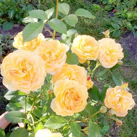 Роза английская Молинью - Картинка 1