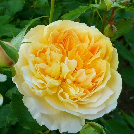 Роза английская Молинью - Картинка 2