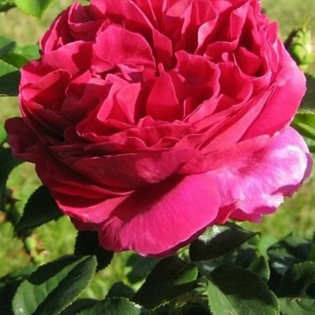 Роза английская Отелло - Картинка 1