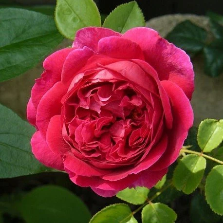 Роза английская Отелло - Картинка 2