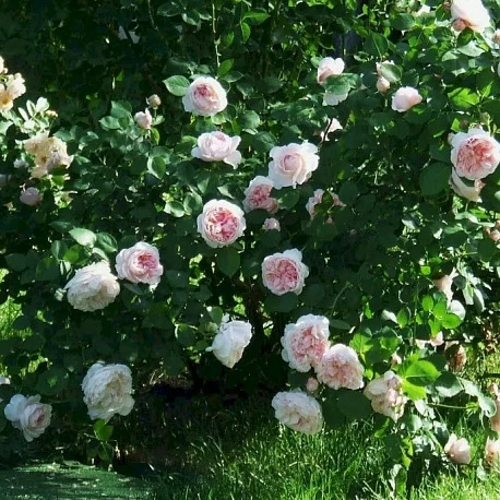 Роза английская Сент Сесилия - Картинка 1