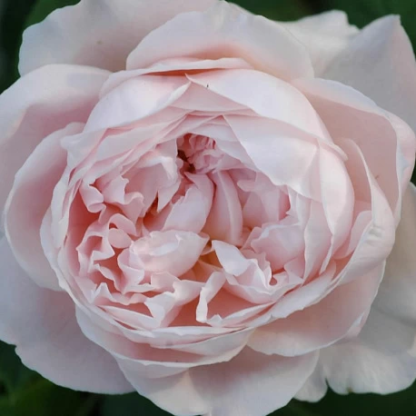 Роза английская Сент Сесилия - Картинка 2