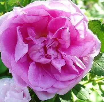 Роза канадская Васагейминг - Картинка 2