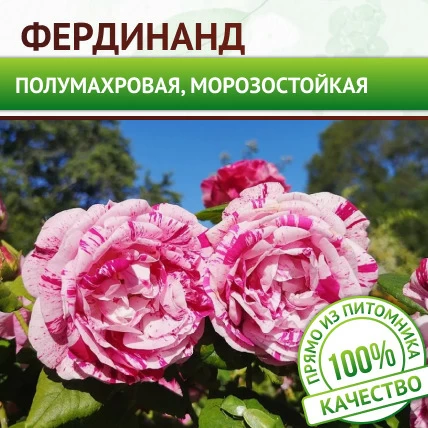 Роза парковая Фердинанд - Картинка 1