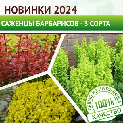 Набор «Барбарисы новинки 2024»  - Картинка 1