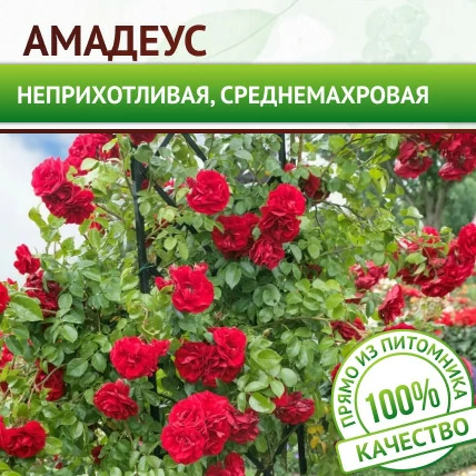 Роза плетистая Амадеус - Картинка 1