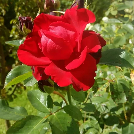 Роза плетистая Мушимара - Картинка 3