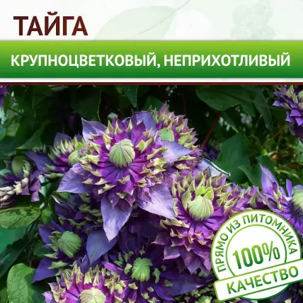 Клематис Тайга - Картинка 1