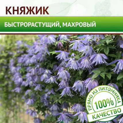 Клематис Княжик - Картинка 1