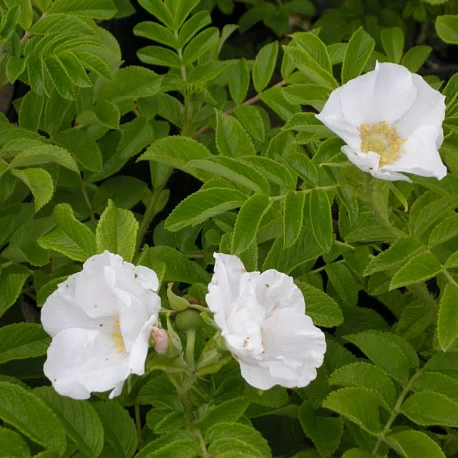 Роза морщинистая Шиповник Белый (Альба) - Картинка 1