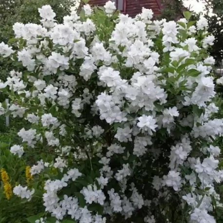 🌱Сорта чубушника. Посадка и уход за чубушником