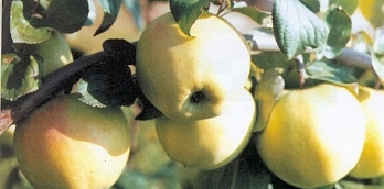 Яблоня карликовая Подснежник | Росток-Питомник