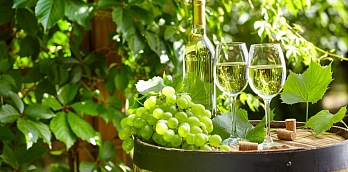 Винные сорта винограда | Росток-питомник