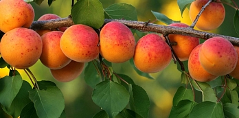 Можно ли вырастить персик, абрикос и грецкий орех на Урале? | Росток-питомник
