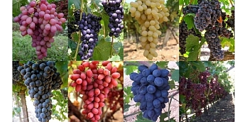 Виноградное царство | Росток-питомник