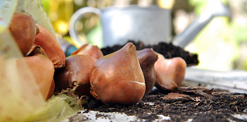 Как сохранить луковицы купленных тюльпанов? | Росток-Питомник